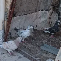 کبوتر|پرنده|شیراز, سعدیه شمالی|دیوار