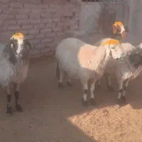 میش آبستن درجه یک فروشی|حیوانات مزرعه|بردسیر, |دیوار