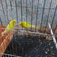 جفت مرغ عشق به شرط تخم جوجه