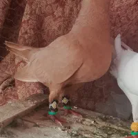 کفتر