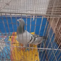 یه عدد کفتر ماده معاوضه دارم|پرنده|مشهد, ایثار|دیوار