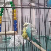 مرغ عشق پروانه ای زیبادرشت جوان معاوضه قناری ماده|پرنده|قدس, شهر‌قدس|دیوار