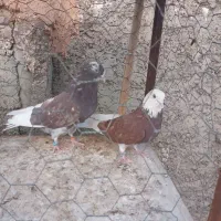 ۸۶کبوترپرشی