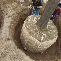 خریددرخت باریشه درخت چنار|خدمات باغبانی و درختکاری|شهریار, شهرک شاهد|دیوار