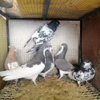 کفتر یا کبوتر|پرنده|شیراز, شهرک جماران|دیوار