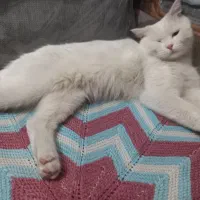 گمشده