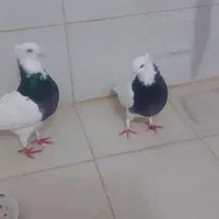 طوقی مفت|پرنده|بیرجند, |دیوار