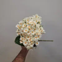 گل مصنوعی ۲۱۰ گل بابونه سفید وارداتی