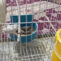 جفت نرماده فنچ|پرنده|زابل, |دیوار