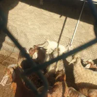 بز پازن و ماده|حیوانات مزرعه|بندر گناوه, |دیوار