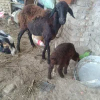 بزغاله نر گوسفند بابره نر|حیوانات مزرعه|قرق, |دیوار