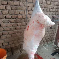 انواع گوسفند کشتاری|حیوانات مزرعه|خرم‌آباد, |دیوار