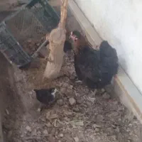 فروش مرغ وخروس وجوجه