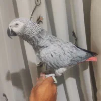 کاسکو دم قرمز