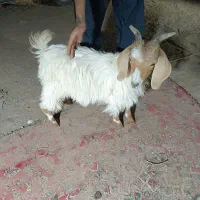 بزغاله