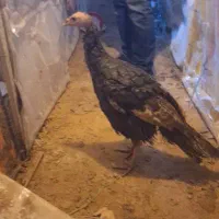 بوقلمون برنزه، پوبون