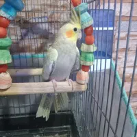 عروس هلندی سخنگو جفت  نرو ماده