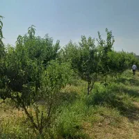 باغ-شهریار-دهشاد