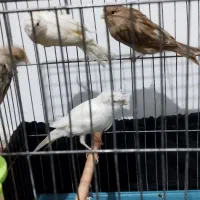 تعدادی قناری معاوضه با گرینچیک ملنگو|پرنده|قرچک, باقرآباد|دیوار