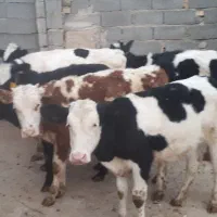 گوساله ماده.گاو