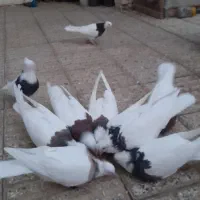 کبوتر طوقی