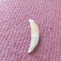 مهره دندان|کلکسیون اشیاء عتیقه|ایلام, |دیوار