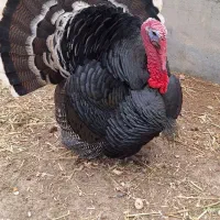 بوقلمون نر دو ساله و نیم سنگین وزن|حیوانات مزرعه|فلاورجان, |دیوار