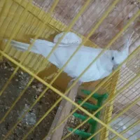 عروس هلندی|پرنده|ایرانشهر, |دیوار