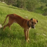 سگ باکسر|سگ|سرپل ذهاب, |دیوار