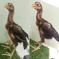 جوجه لاری اصل