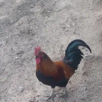 خروس محلی اصل|حیوانات مزرعه|صومای برادوست, |دیوار