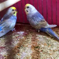 مرغ عشق ۳ عدد رینبو اصل بنفش ( رنگین کمانی )|پرنده|آبادان, |دیوار