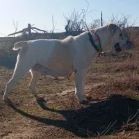 ماده آلابای اصل دختر تانگ ترکمن صحرا شکم طلا