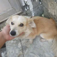 سگ اشپیز روباهی