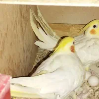 عروس هلندی لوتینو ارمنی مولد و کارداده و جفت|پرنده|اصفهان, ارداجی|دیوار