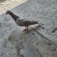 سار نر و ماده