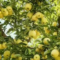 تولید نهال سیب گلدن دلشیز گلدانی