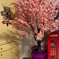 گیاه ساکورا تزیینی