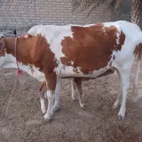 گاو گوساله نر