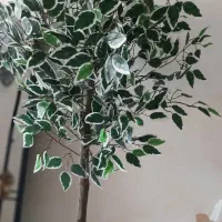 درختچه مصنوعی وارداتی بامبو و بنجامین ابلق|گل مصنوعی|کرمانشاه, |دیوار