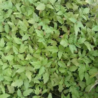 گوجه تیبا|گل و گیاه طبیعی|شوشتر, |دیوار