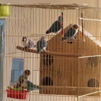 فروش کوتوله برزیلی