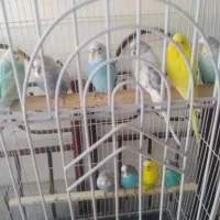 مرغ عشق نژاد هلندی دانه ۲۰۰هزارتومان|پرنده|تربتحیدریه, فردوسی جنوبی|دیوار