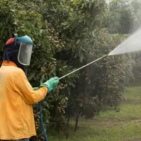 خدمات باغبانی هرس و کودهی و سمپاشی.هرس تخصصی انگور