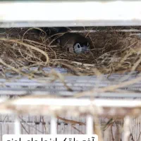 فنچ جغدی نر|پرنده|ایرانشهر, |دیوار