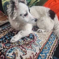 سگ حمایتی واگذاری