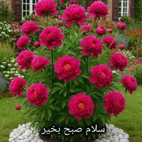 همسر گزینی