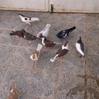 کفتر|پرنده|مشهد, کوی سیدی|دیوار