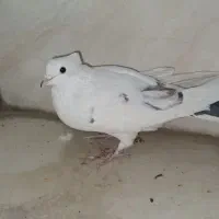 کبوتر و کفتر