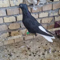 دم سفیده ماده|پرنده|حمیدیه, |دیوار